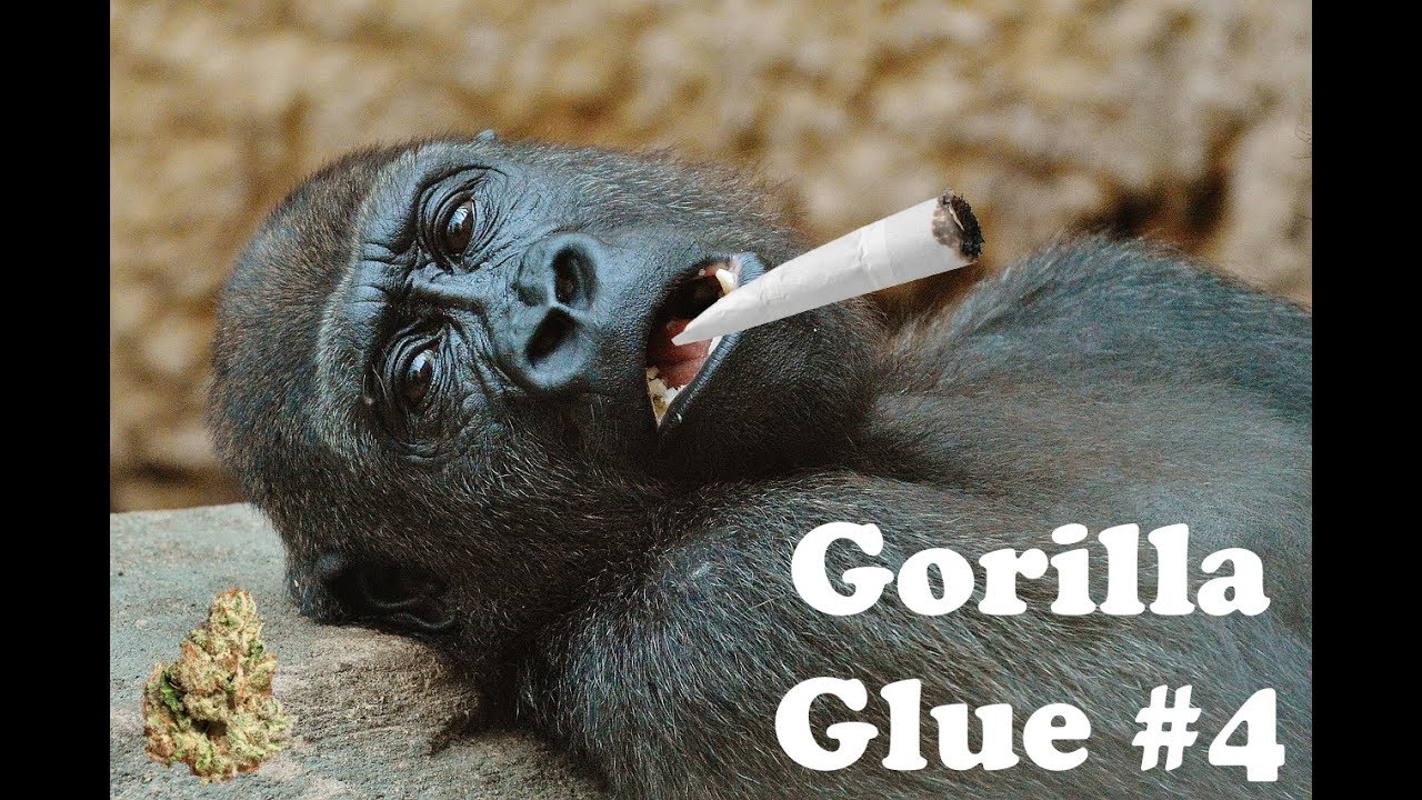 Gorilla Glue Review >> Gorilla Glue 4 Strain Information Review Gorilla Glue Review >> Gorilla Glue 4 Strain Information Review