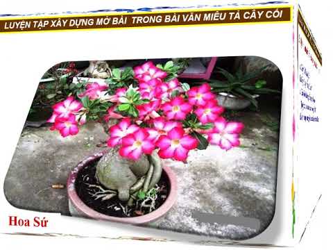 TLV lớp 4. Tuần 25_Bài 50: Luyện tập xây dựng mở bài trong bài văn miêu tả cây cối