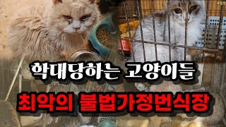 지옥같은 불법가정번식장에서 고양이들을 구조했습니다