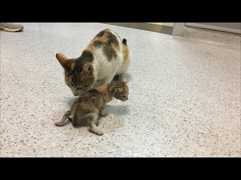 Бездомная кошка принесла своего котенка в больницу, просить о помощи людей, невероятная история