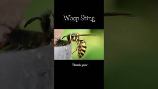 Wasp Sting