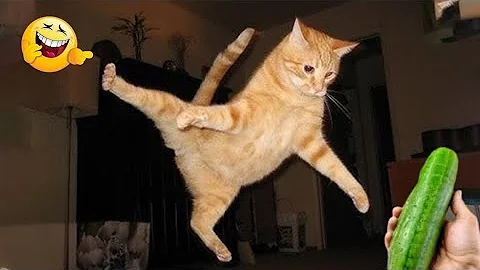 Video 11774601: laugh funny cats compilation, cats compilation cute funny