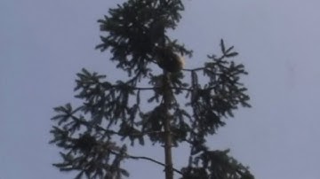 62 giant pandas survive China earthquake