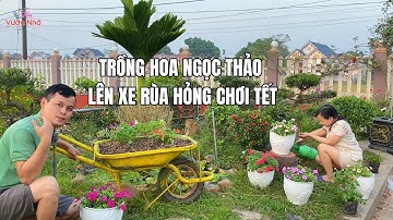 Trồng hoa Ngọc Thảo lên xe Rùa hỏng chơi tết
