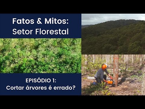 Fatos & Mitos: Setor Florestal - Cortar árvores é errado?