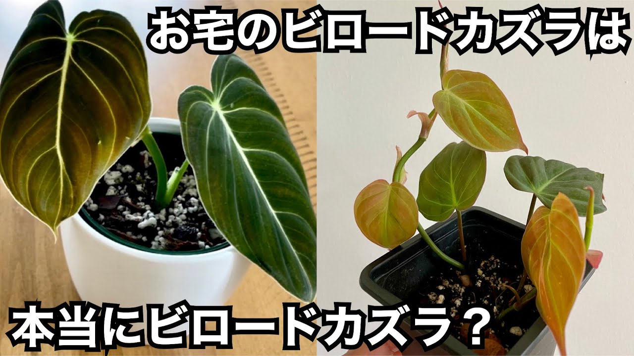 【それ本当にビロードカズラ？】メラノクリサムとミカンスの見分け方【フィロデンドロン】観葉植物