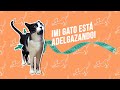 ¿Por qué está ADELGAZANDO tu gato? 🐈⚖️