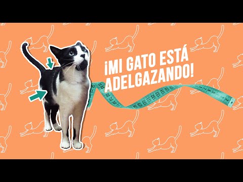 Video: Mi gato mayor está perdiendo peso, ¿debería alimentarlo más?