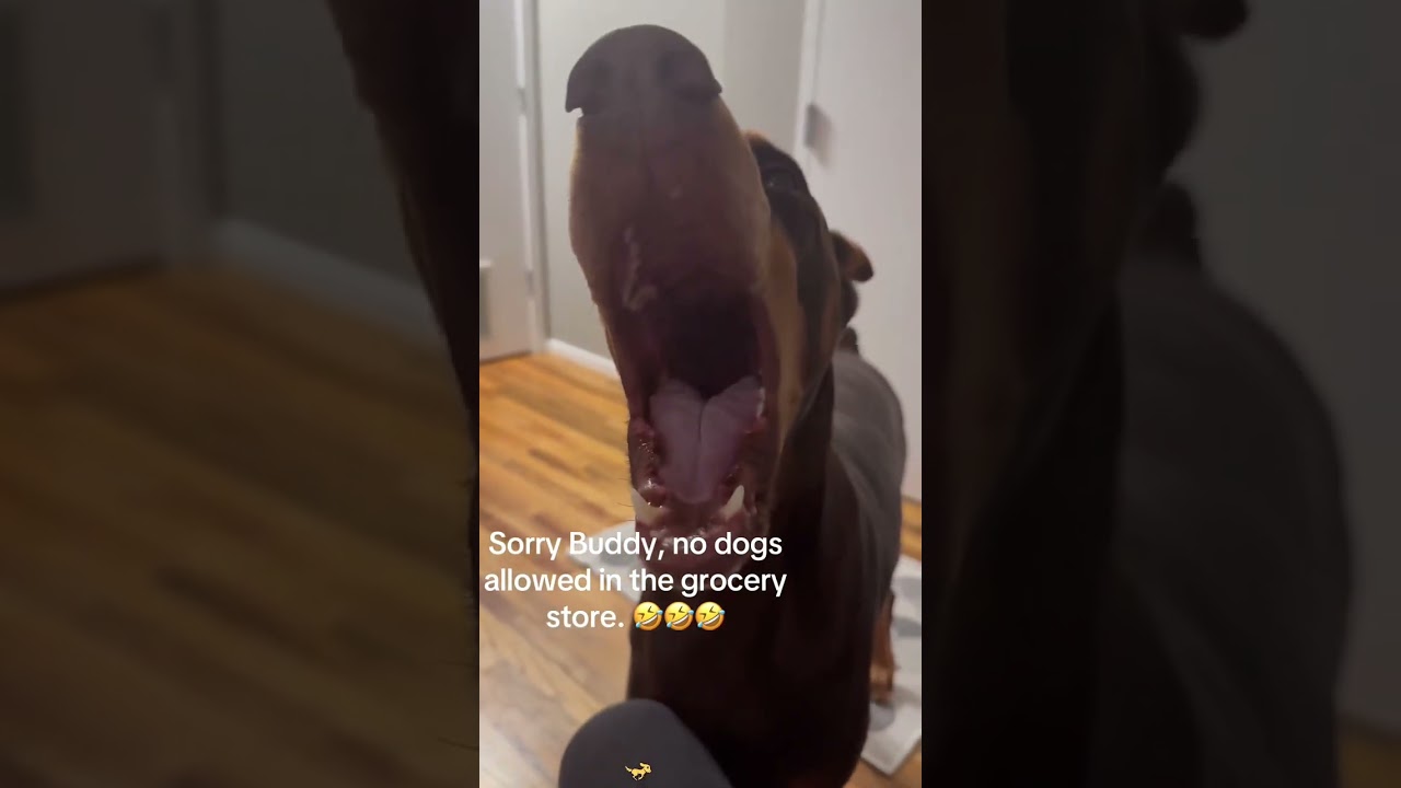 This Dog Throws the Funniest Tantrum Ever 😂🐾