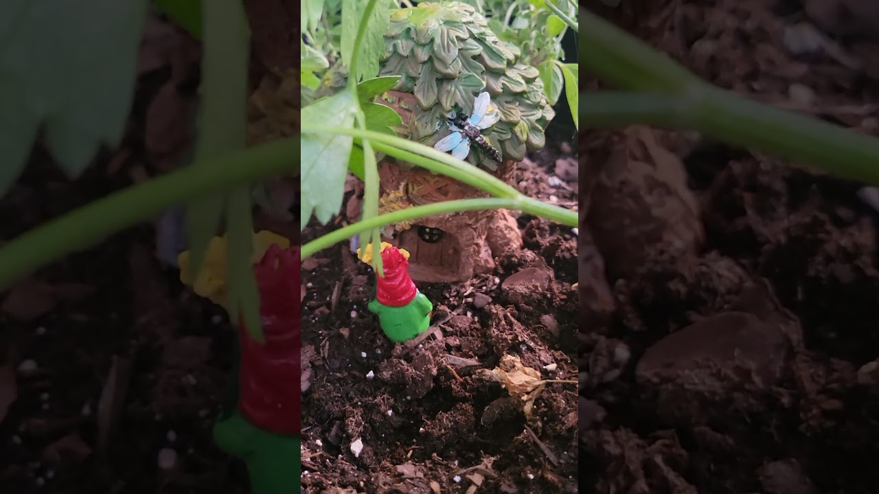 The Gnomesof Green Wood - Barch Finds a Hut