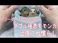 ブリーダーさんからSOS！手に負えないダブル極悪モモンガ出張こね慣らし