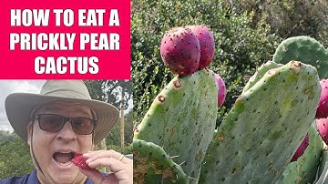 How to Eat a Prickly Pear Cactus