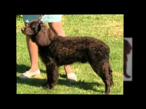 puppy paradise American Water Spaniel