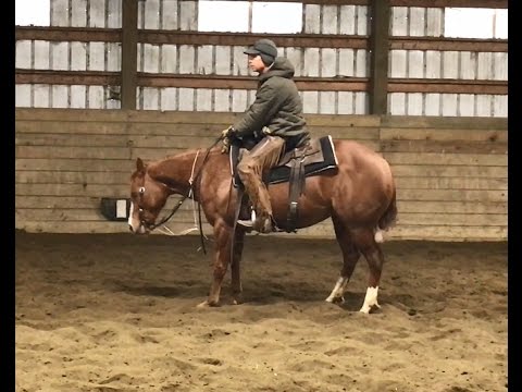 2014 TR Dual Rey Mare - Futurity Prospect