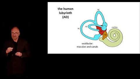 Anatomy and Physiology of Vestibular System - Basic science
