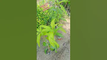 Hanidue Mango 🥭#Mir plant nursery #plant #fruitplant #garden #green #fruitplant