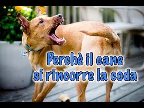 Video: Perché la coda di un cane è molto più di un cane