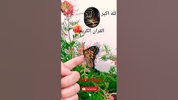 #القران_الكريم #تلاوه_خاشعه #قال رب انیی ظلمت نفسی #الشيخ محمود الشحات #duet #foryou