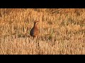 PERDIZ ROJA - alectoris rufa (red-legged partridge)