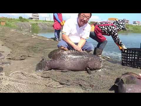 $1000 Whole Giant Grouper Cutting and Cooking 奢華巨大石斑魚料理 Taiwanese Street Food