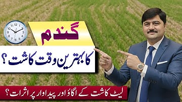 Best wheat sowing time Effects of late sowing of wheat yeild