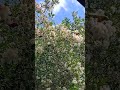Two Lorikeets Screaming On Tree While Eating The Flowers Of It! #cutebirds #cutebirdvideo #lorikeet