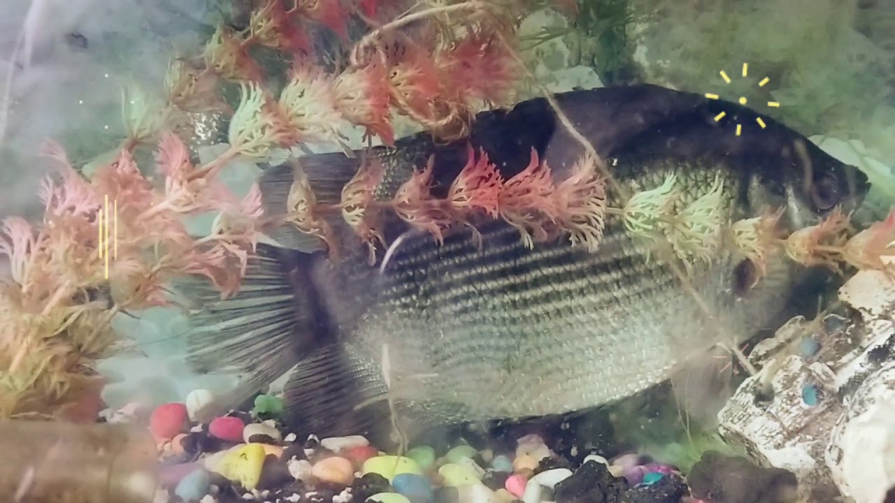 Ikan biawan
