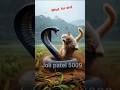 😼Cat vs cobra 🐍# shorts#ShortsViral #shorts video #youtubeshorts #ytshort