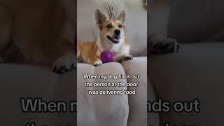 Corgis have so much attitude #dog #corgipuppy #myanimal #puppy #corgi #mydog #corgilife #cute #corgi