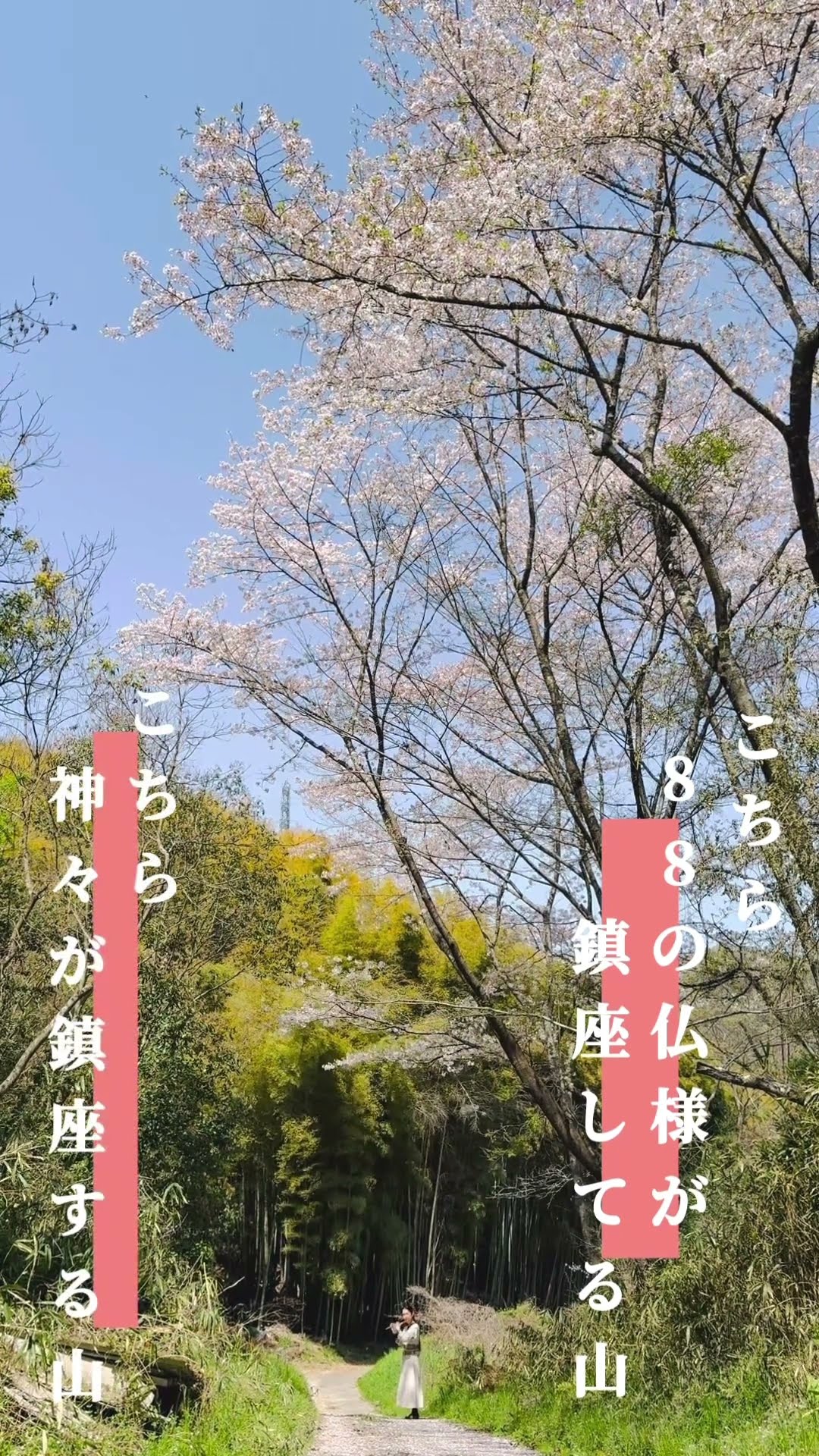 法螺貝② 法螺貝 - Search / X