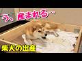 【柴犬 出産ドキュメンタリー】緊迫 深夜2時の出産 妊娠60日目の奇跡 season 7