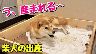 ヒトミ様　柴犬　② Shiba Inu Birth Documentary】Tense 2AM Delivery – A Miracle