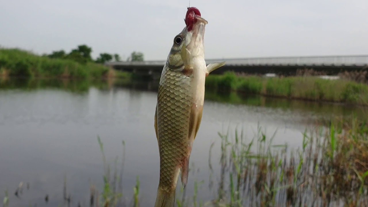 Mancing ikan nilem dikorea pakai umpan ini memang jitu