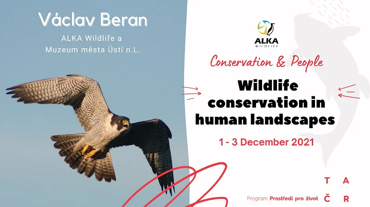Vclav Beran- Breeding of Peregrine falcons in indu...