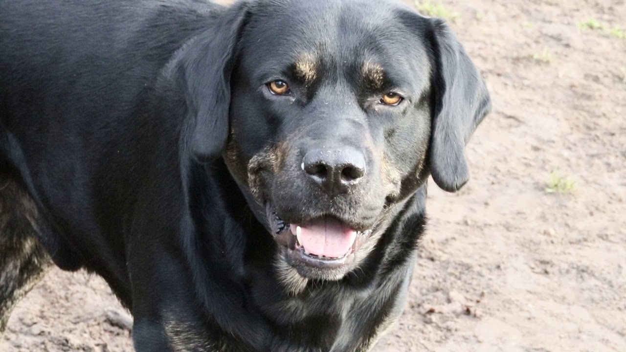 brindle labradors