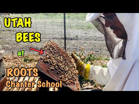 STRONG Utah BEES at Roots Charter High School - I almost fall off mountain trail during hike!!!