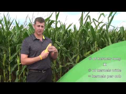 Estimating Corn Yields Youtube