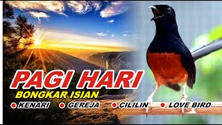 🔴 LIVE - Pancingan Murai Batu Pagi Hari Agar Emosi Bongkar isian Cililin - Kenari gacor