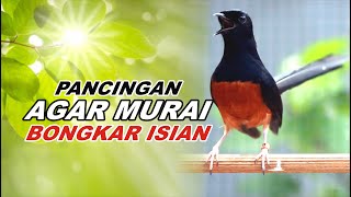 🔴 LIVE - Pancingan Murai Batu Pagi Hari Agar Emosi Bongkar isian Cililin - Kenari gacor