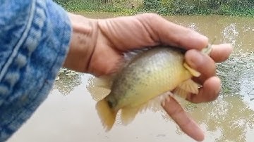 Điểm câu mới,giao lưu cần thủ mới lên toàn cá rô, thác lác ngon.