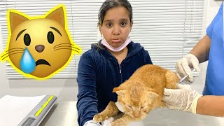 قطة شفا مريضة فيها فايروس خطير ! أخذناها للمستشفى  my cat is very sick