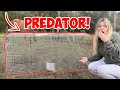 Trying To TRAP Our LIVESTOCK PREDATOR That Attacks My Chickens!