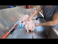 How to Butcher a Chicken Using the Yardbird Plucker