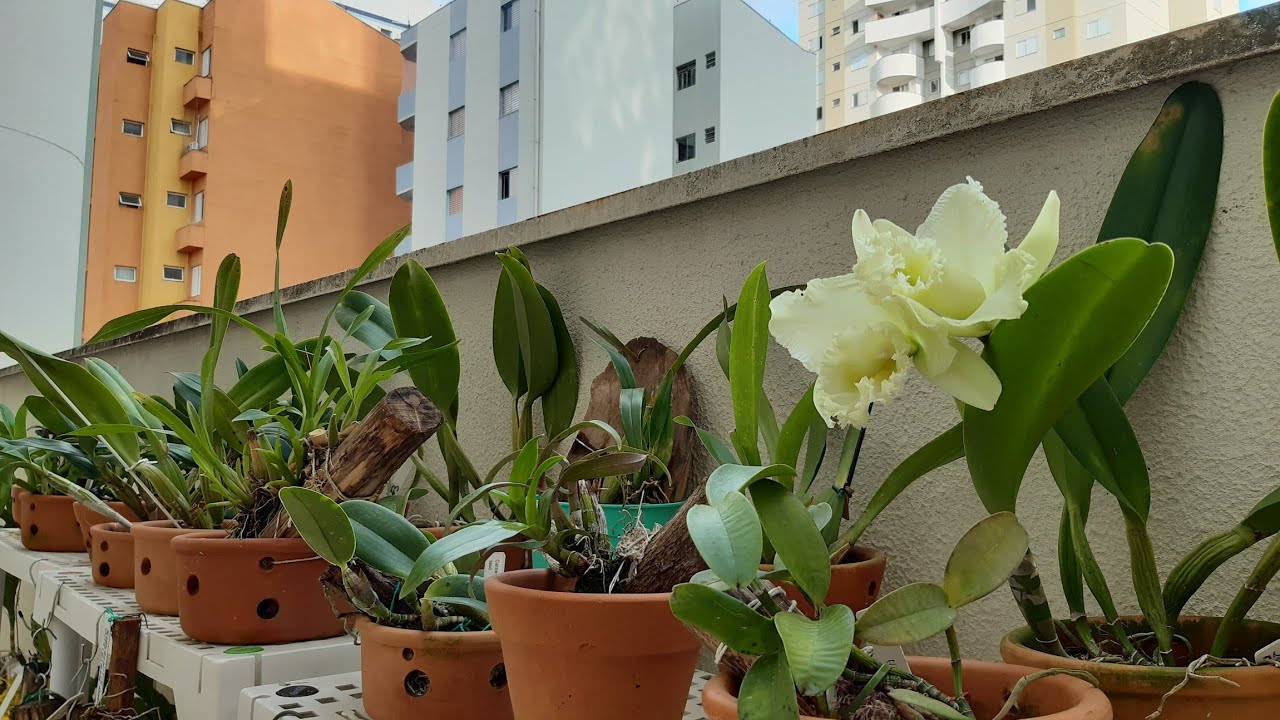 Tour Pelo Orquidário Primeira Parte