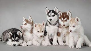 The Funniest and Cutest Husky Compilation of 2019 | HUSKY COMPILATION