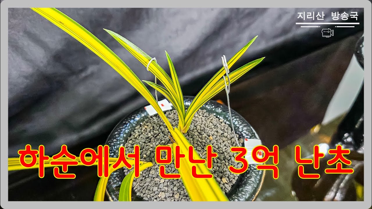 촉당 1억 3억 난초 감상하기 판단은 구독자 여러분에게 맡기겠습니다.