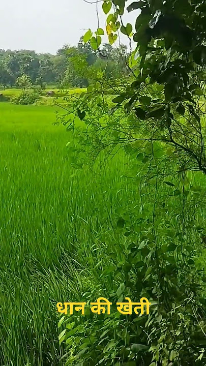 #dhan