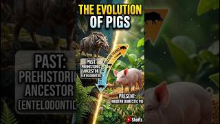 THE EVOLUTION OF PIGS #ai #animals #shorts