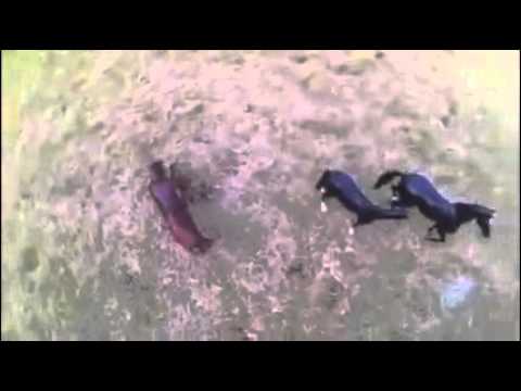 Fulton Science Academy Private School Video Contest Entry - The Mustang by Isabella Sims