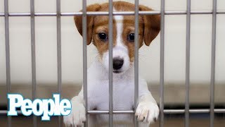 Dr. Evan Antin Answers: What Should I Know Before Adopting A Shelter Dog | Pets | People